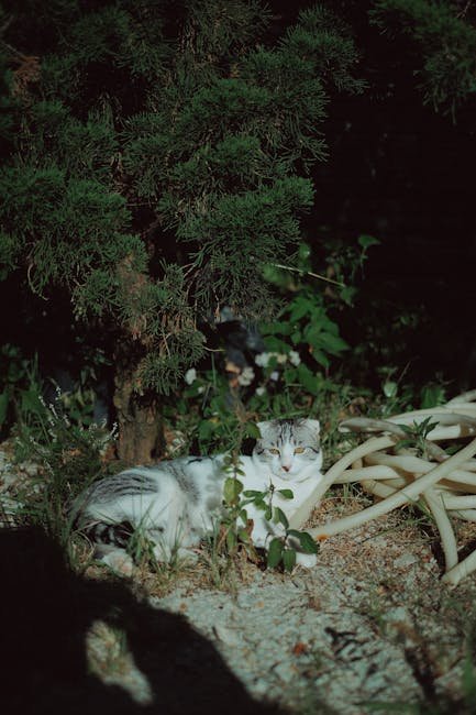 Học Tiếng Ý Qua Truyện Ngắn: Tài Liệu Giảng Dạy Thú Vị